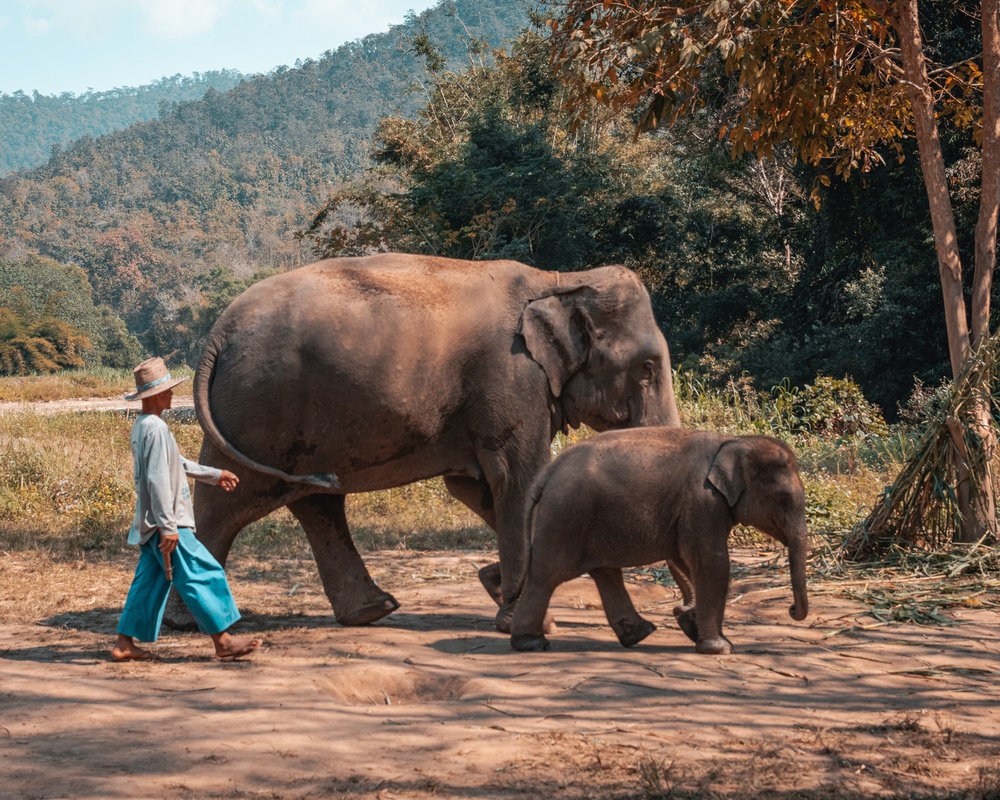 elephants.jpg